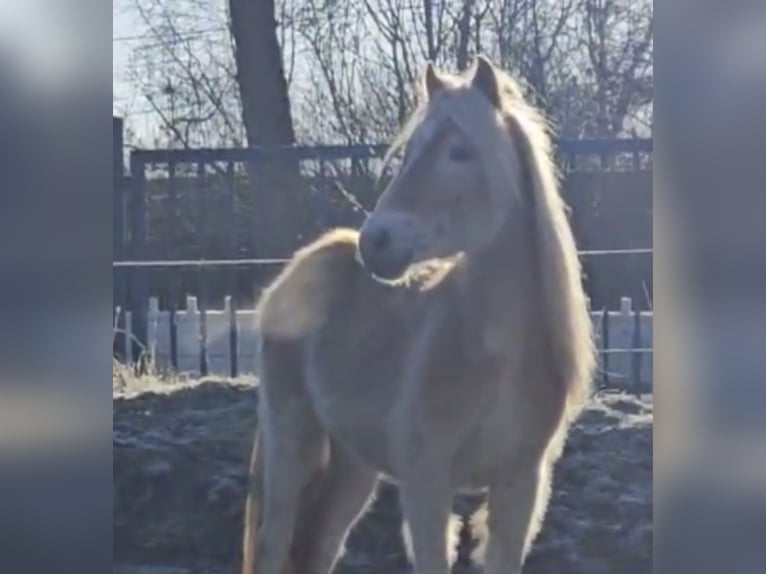 Haflinger Étalon 2 Ans in Niederzier