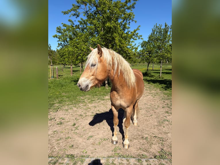 Haflinger Étalon 2 Ans  in Voerendaal