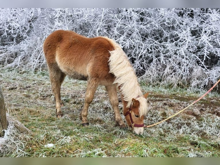 Haflinger Étalon 2 Ans in Bereborn