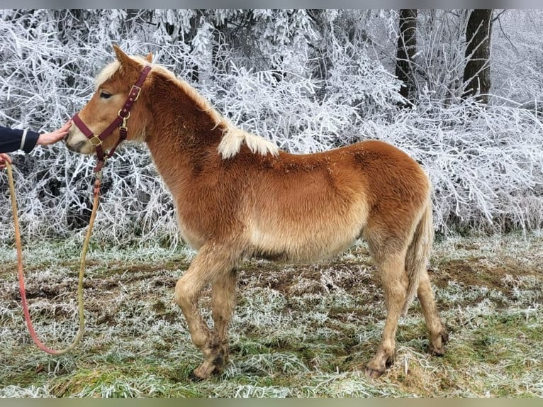 Haflinger Étalon 2 Ans in Bereborn