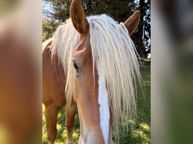 Haflinger Étalon 2 Ans  in Oberwölz