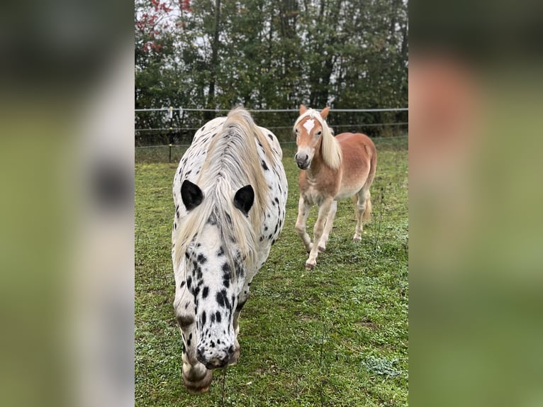 Haflinger Étalon 3 Ans 140 cm Alezan in Sierning