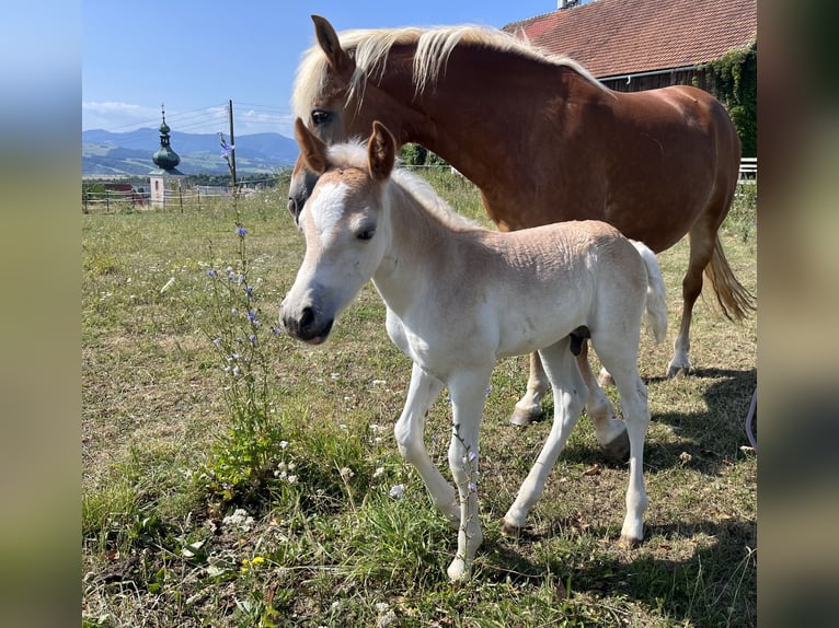 Haflinger Étalon 3 Ans 140 cm Alezan in Sierning