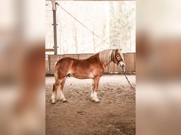 Haflinger Étalon 3 Ans 148 cm Alezan in Meinersen