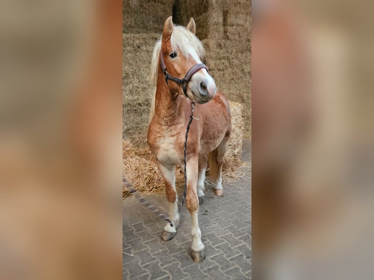 Haflinger Étalon 3 Ans 149 cm Alezan in Wolfstein