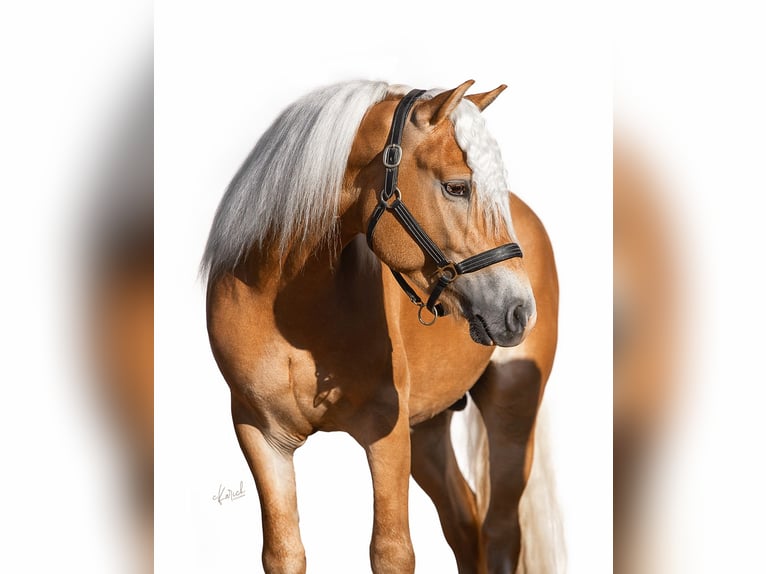 Haflinger Étalon 3 Ans 149 cm Alezan in Hartha