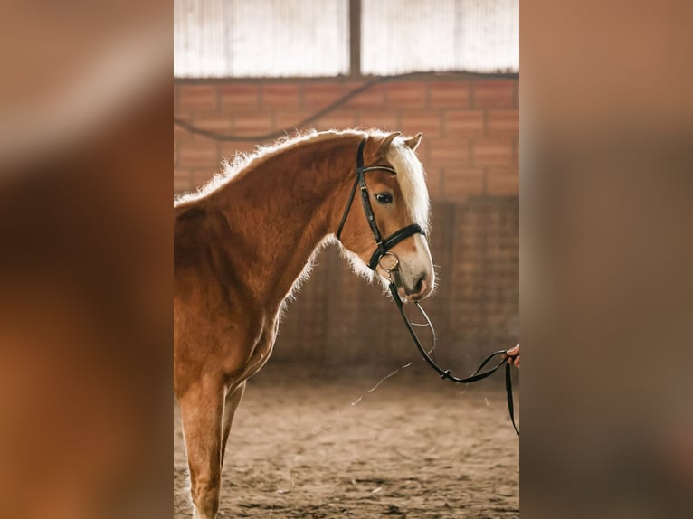 Haflinger Étalon 3 Ans 150 cm Alezan in Meinersen