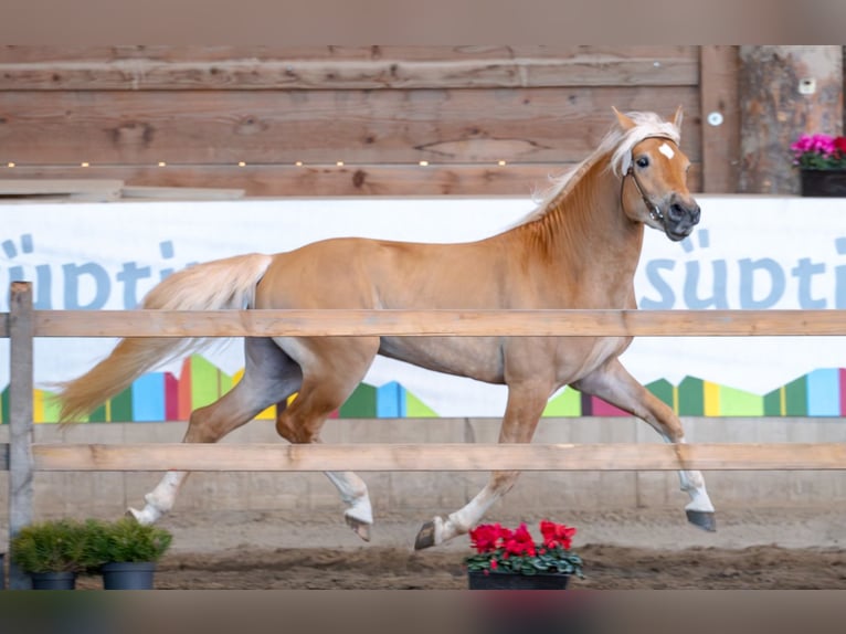 Haflinger Étalon 3 Ans 150 cm Alezan in Bozen/Südtirol