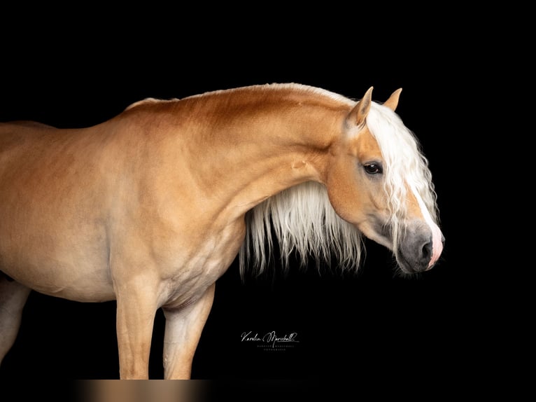 Haflinger Étalon 3 Ans 152 cm Alezan in Staufenberg