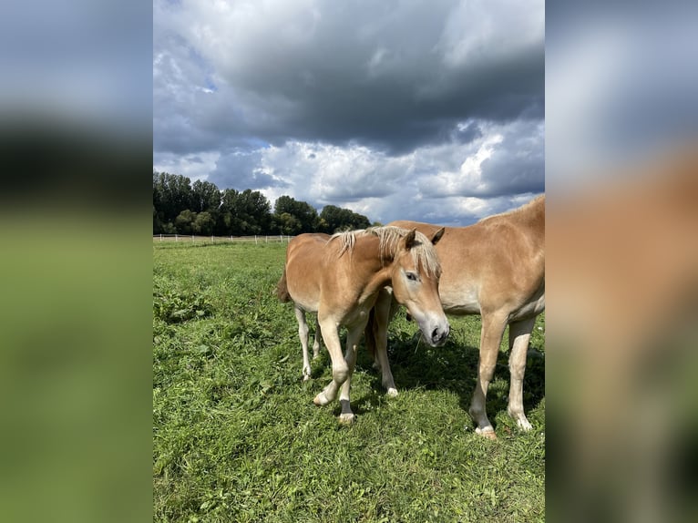 Haflinger Étalon 3 Ans 152 cm in Trebbin