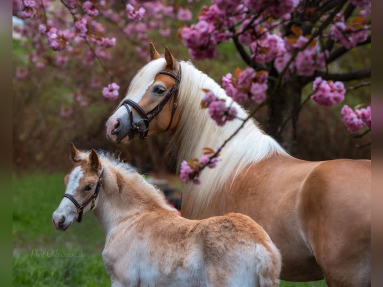Haflinger Étalon 3 Ans 152 cm in Trebbin