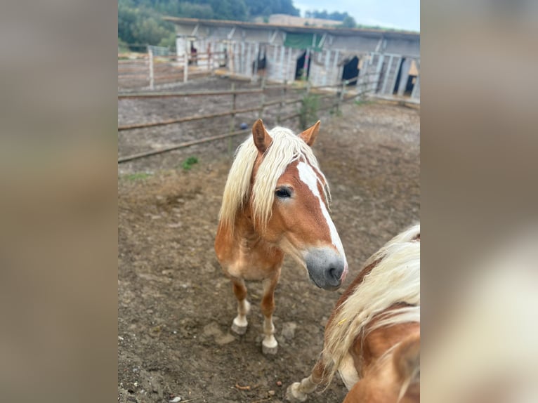 Haflinger Étalon 3 Ans 155 cm Alezan in Matzersdorf