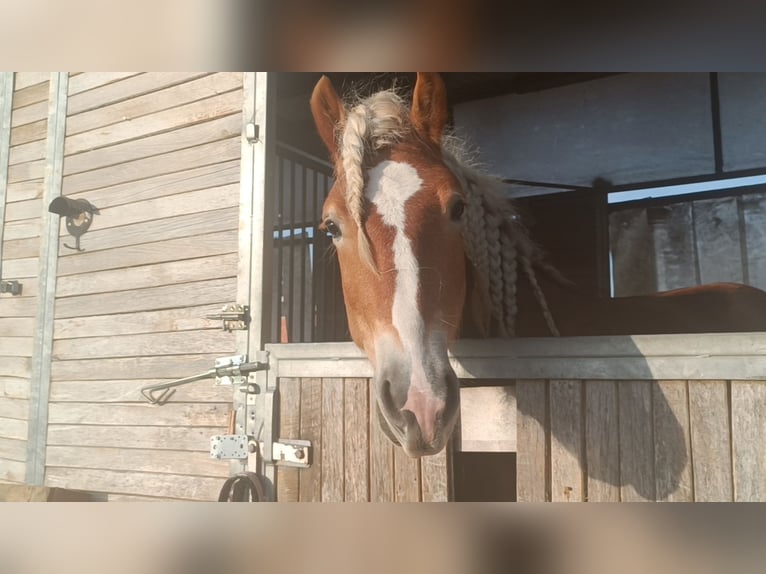 Haflinger Étalon 3 Ans 155 cm Alezan in Matzersdorf