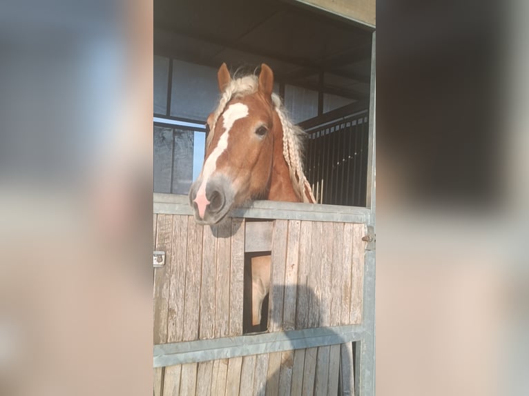 Haflinger Étalon 3 Ans 155 cm Alezan in Matzersdorf