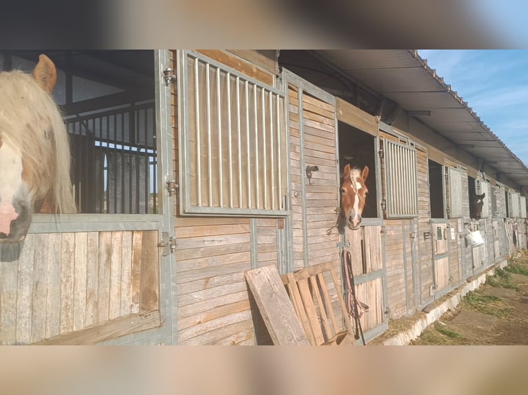 Haflinger Étalon 3 Ans 155 cm Alezan in Matzersdorf