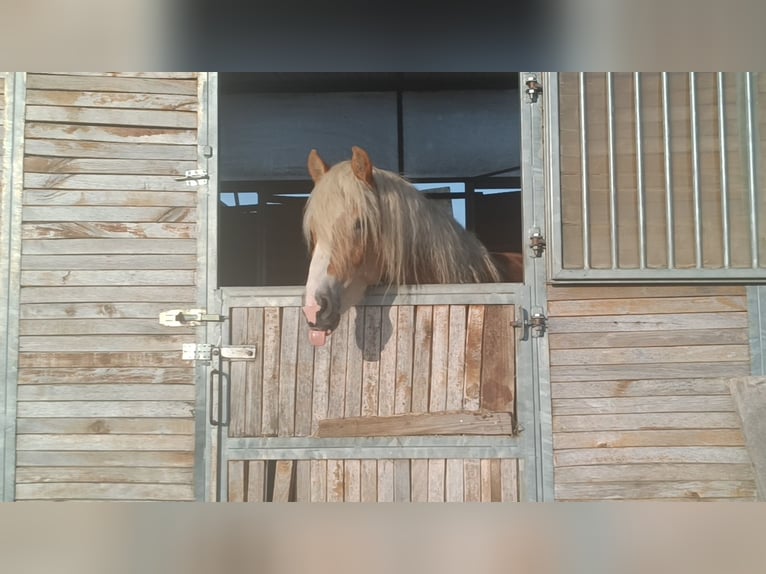 Haflinger Étalon 3 Ans 155 cm Alezan in Matzersdorf