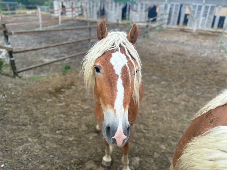 Haflinger Étalon 3 Ans 155 cm Alezan in Matzersdorf