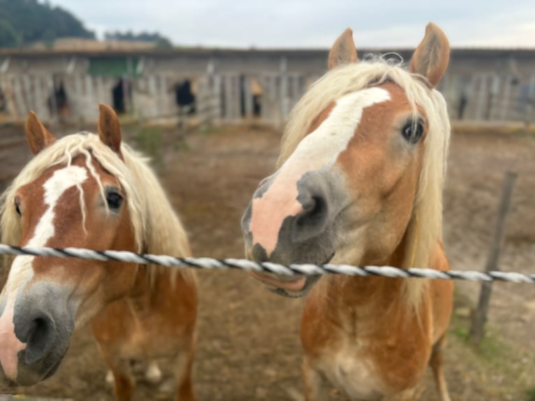 Haflinger Étalon 3 Ans 155 cm Alezan in Matzersdorf