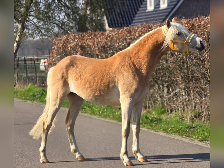 Haflinger Étalon 3 Ans 155 cm Palomino in Someren