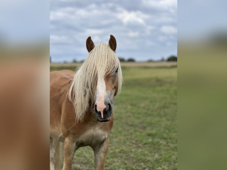 Haflinger Étalon 3 Ans Alezan in Seedorf