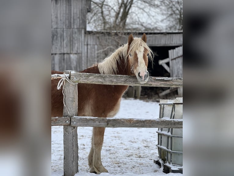 Haflinger Étalon 3 Ans Alezan in Seedorf