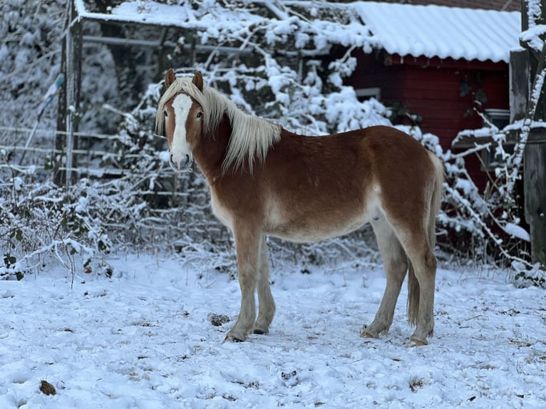 Haflinger Étalon 3 Ans Alezan in Seedorf