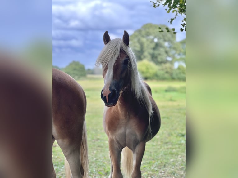 Haflinger Étalon 3 Ans Alezan in Seedorf