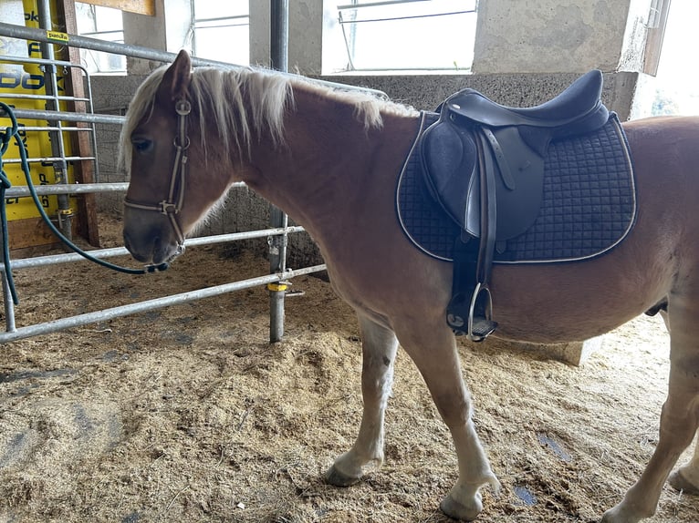 Haflinger Étalon 3 Ans in Randegg