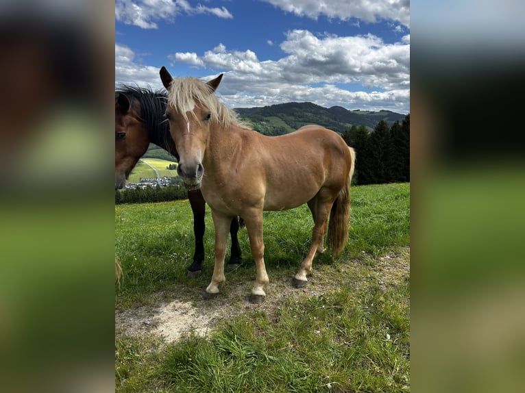 Haflinger Étalon 3 Ans in Randegg