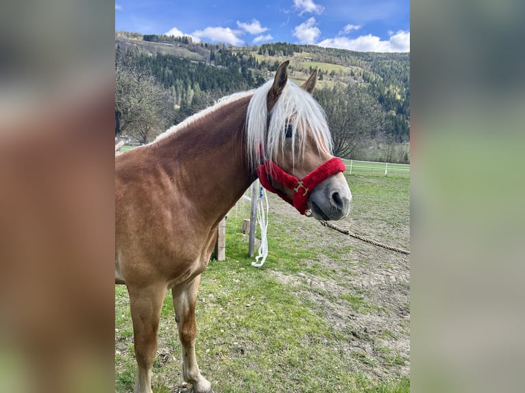 Haflinger Étalon 4 Ans 150 cm Alezan in Peterdorf