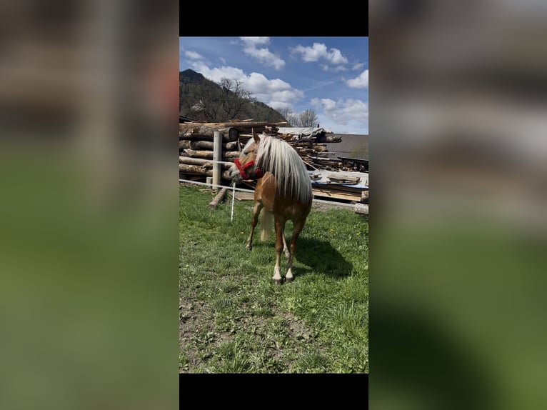 Haflinger Étalon 4 Ans 150 cm Alezan in Peterdorf