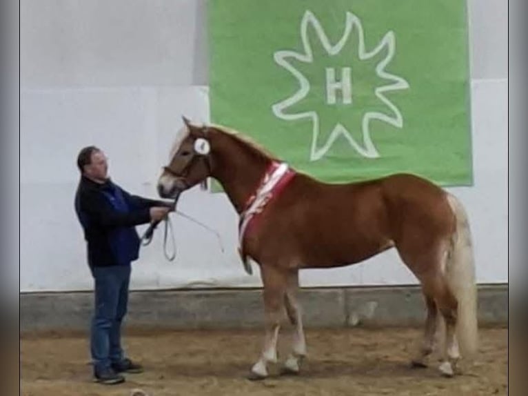 Haflinger Étalon 4 Ans 152 cm Alezan in St.Georgen an der Leys