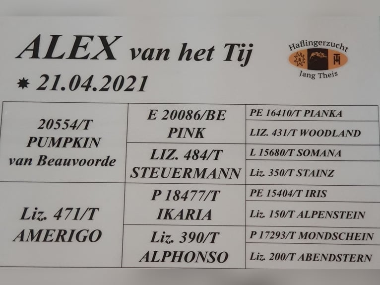 Haflinger Étalon 4 Ans 153 cm Alezan in Alzingen