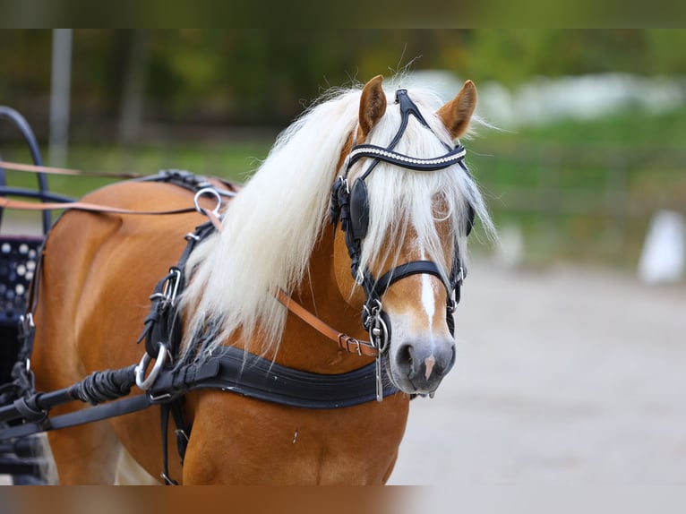 Cheval bâton à roulettes - Haflinger - Fabricant Allemand