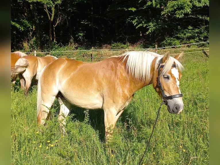 Haflinger Croisé Étalon 5 Ans 139 cm Bai brun in Frankfurt am Main