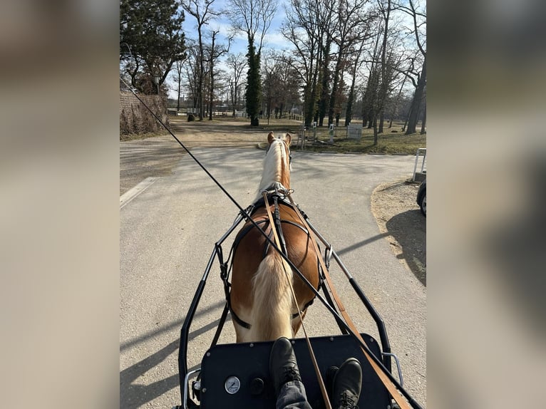 Haflinger Étalon 5 Ans 149 cm Alezan in Hallein