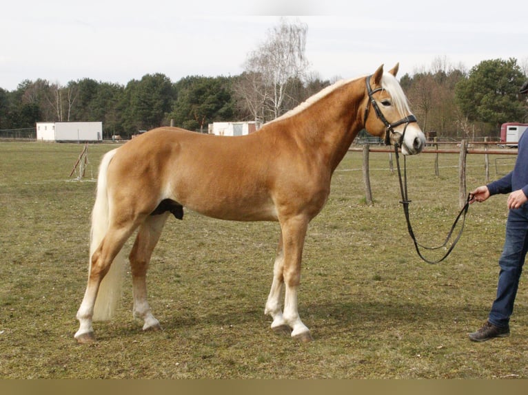 Haflinger Étalon 5 Ans 149 cm Alezan in Groß klessow