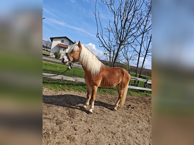 Haflinger Étalon 5 Ans 153 cm Alezan brûlé in Ljubljana