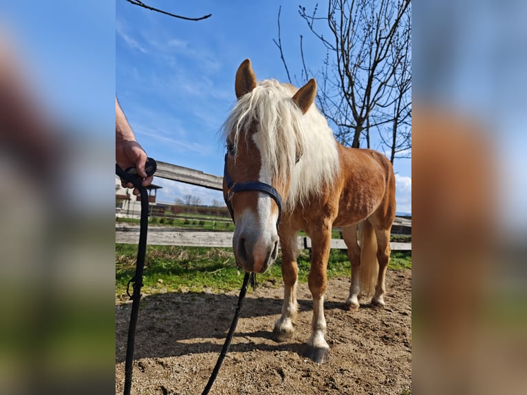 Haflinger Étalon 5 Ans 153 cm Alezan brûlé in Ljubljana