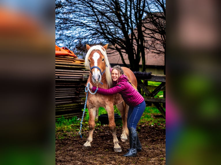 Haflinger Étalon 5 Ans 155 cm Alezan brûlé in Ljubljana