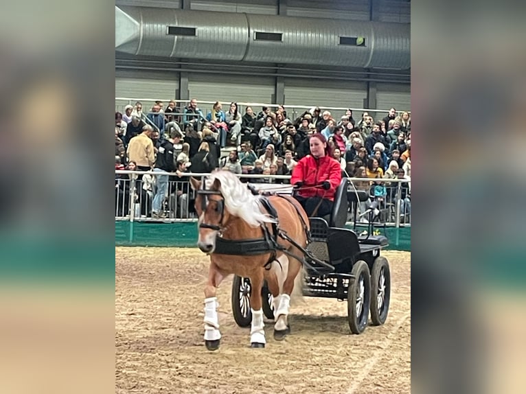 Haflinger Étalon 6 Ans 149 cm Alezan in Herrengosserstedt