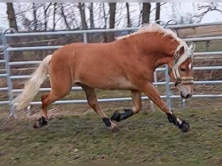 Haflinger Étalon 6 Ans 149 cm Alezan in Herrengosserstedt