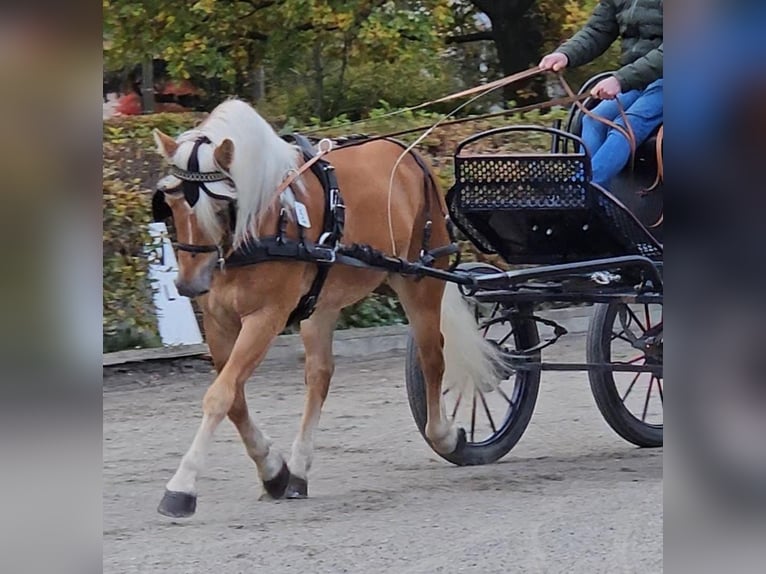 Haflinger Étalon 6 Ans 149 cm Alezan in Herrengosserstedt