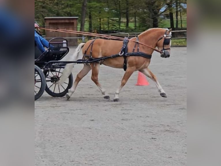 Haflinger Étalon 6 Ans 149 cm Alezan in Herrengosserstedt