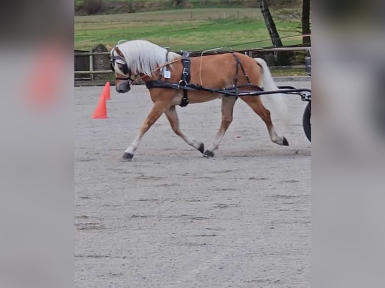 Haflinger Étalon 6 Ans 149 cm Alezan in Herrengosserstedt