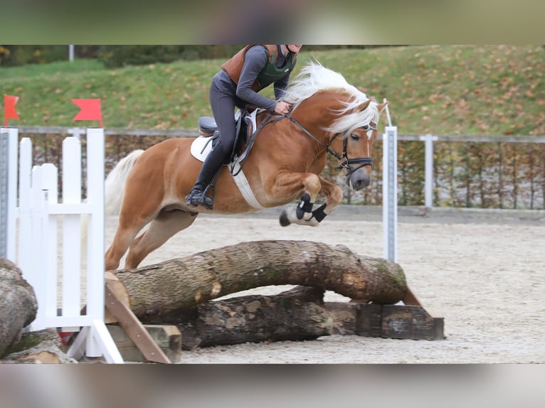 Haflinger Étalon 6 Ans 149 cm Alezan in Herrengosserstedt