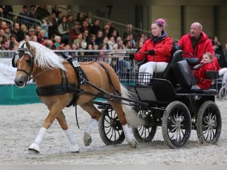 Haflinger Étalon 6 Ans 149 cm Alezan in Herrengosserstedt