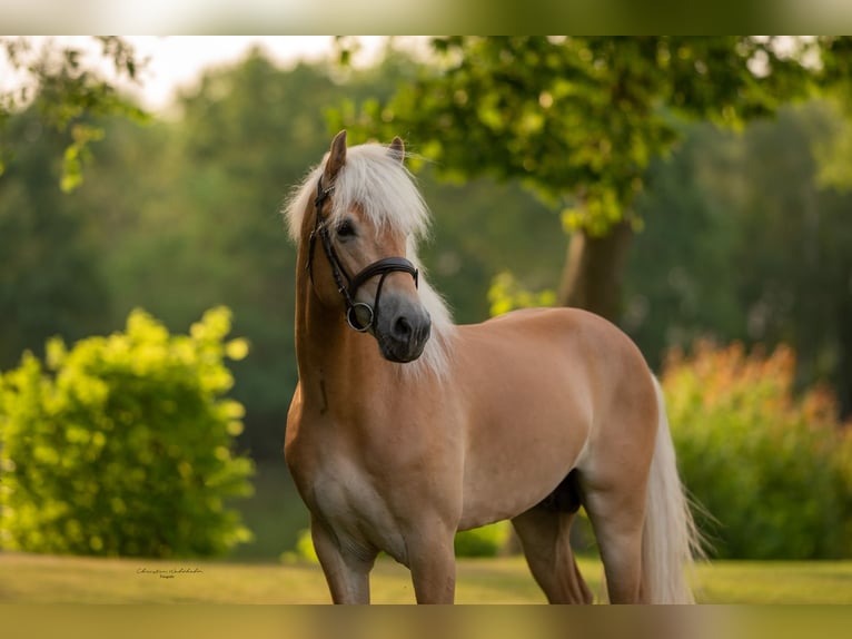 Haflinger Étalon 6 Ans 153 cm Alezan in Trebbin