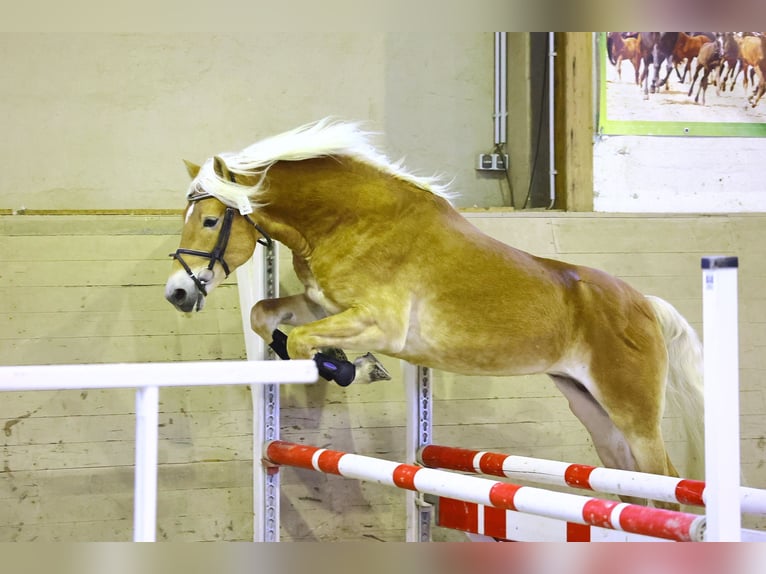 Haflinger Étalon 6 Ans 153 cm Alezan in Trebbin