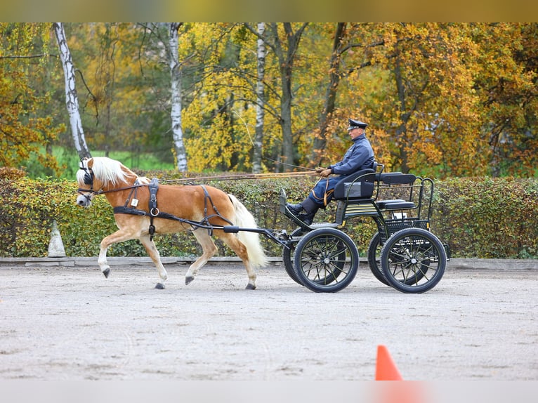 Haflinger Étalon 6 Ans 153 cm Alezan in Trebbin